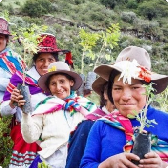 You Buy we Plant | Peruvian Sunrise