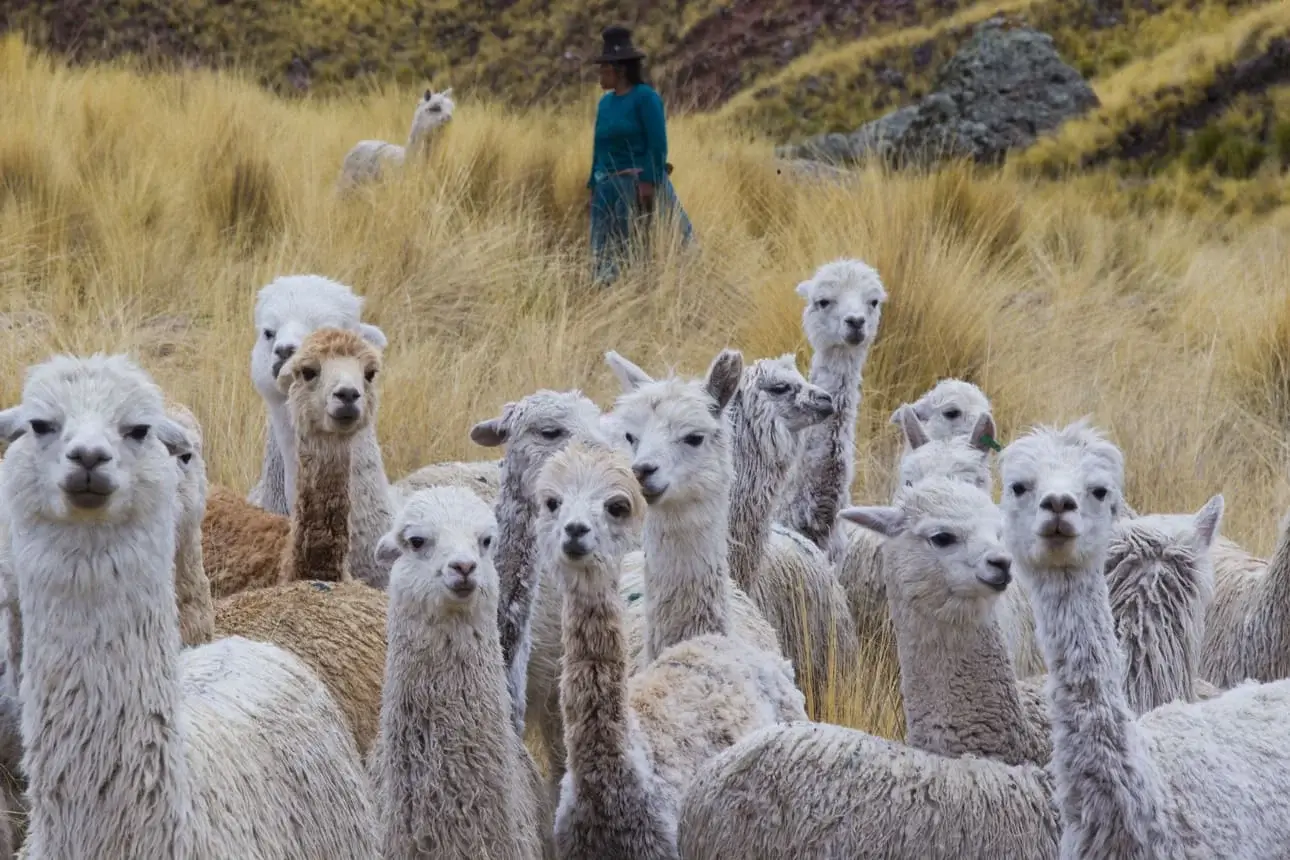 Alpacas Peru | Peruvian Sunrise