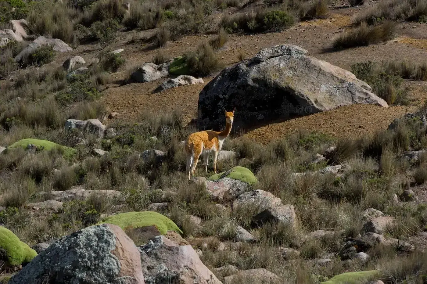 Vicuña in the Andes I Peruvian Sunrise 