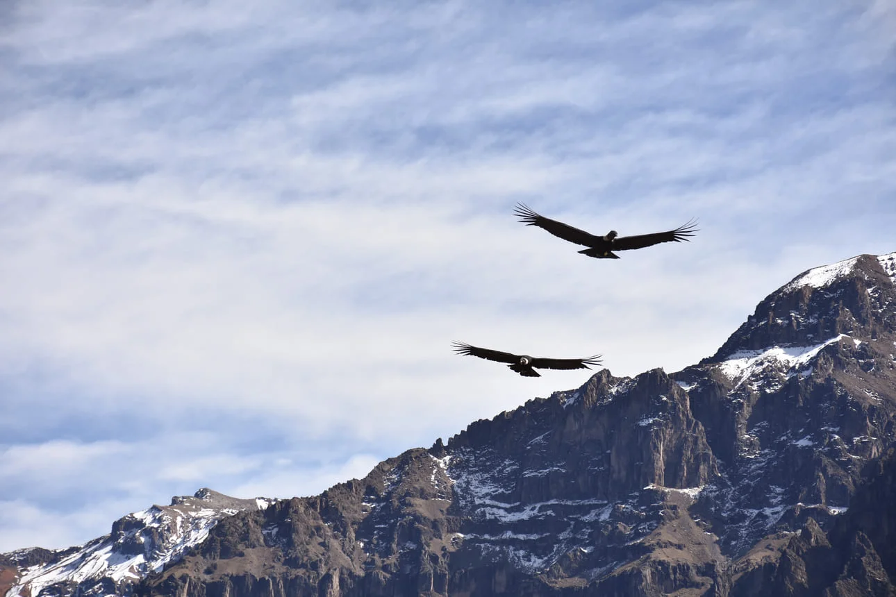 Condors Colca Peru | Peruvian Sunrise