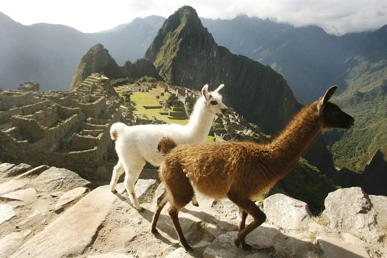 Llamas Machu Picchu Peru Travel Agency  | Peruvian Sunrise