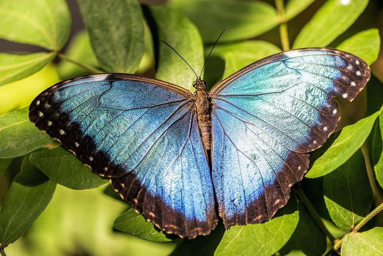 Discover the Diverse Wildlife of Peru: 20 Fascinating Animals | Peruvian Sunrise