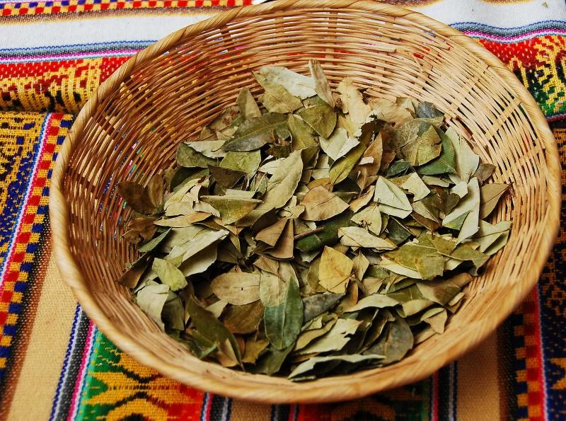 Benefits of Coca Leaves in Peru: Altitude Hacks for Travelers | Peruvian Sunrise 