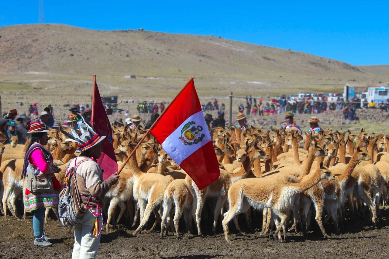 A group of vicuñas grazing on the open plains of the Peruvian highlands, with the Andes mountains in the background | Peruvian Sunrise