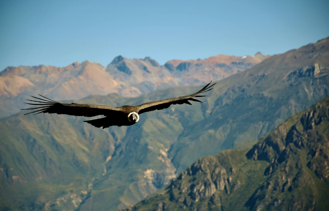 Condor flying in Colca Canyon | Peruvian Sunrise