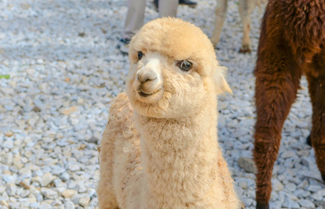 Alpaca | Peruvian Sunrise