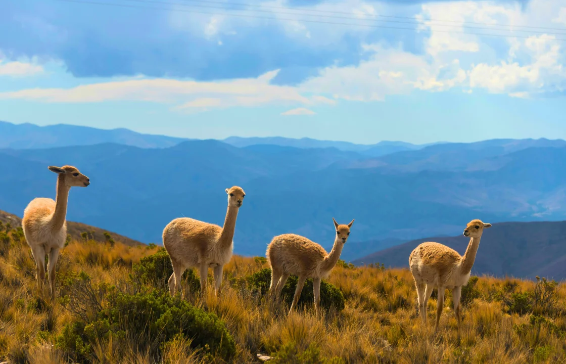 Difference between llama alpaca vicuña guanaco portrait | Peruvian Sunrise