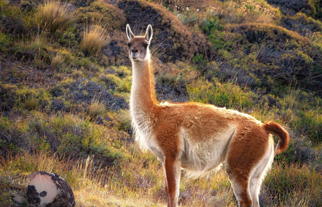 Guanaco | Peruvian Sunrise