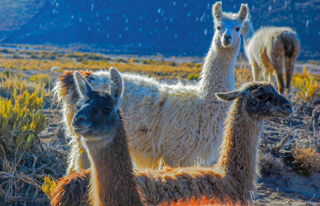 Llama | Peruvian Sunrise