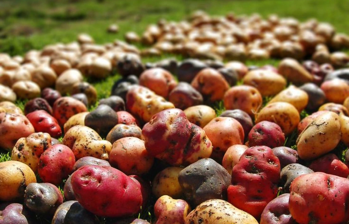 Peruvian potatoes portrait | Peruvian Sunrise