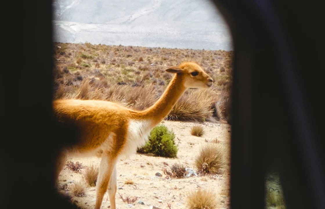 Vicuña | Peruvian Sunrise