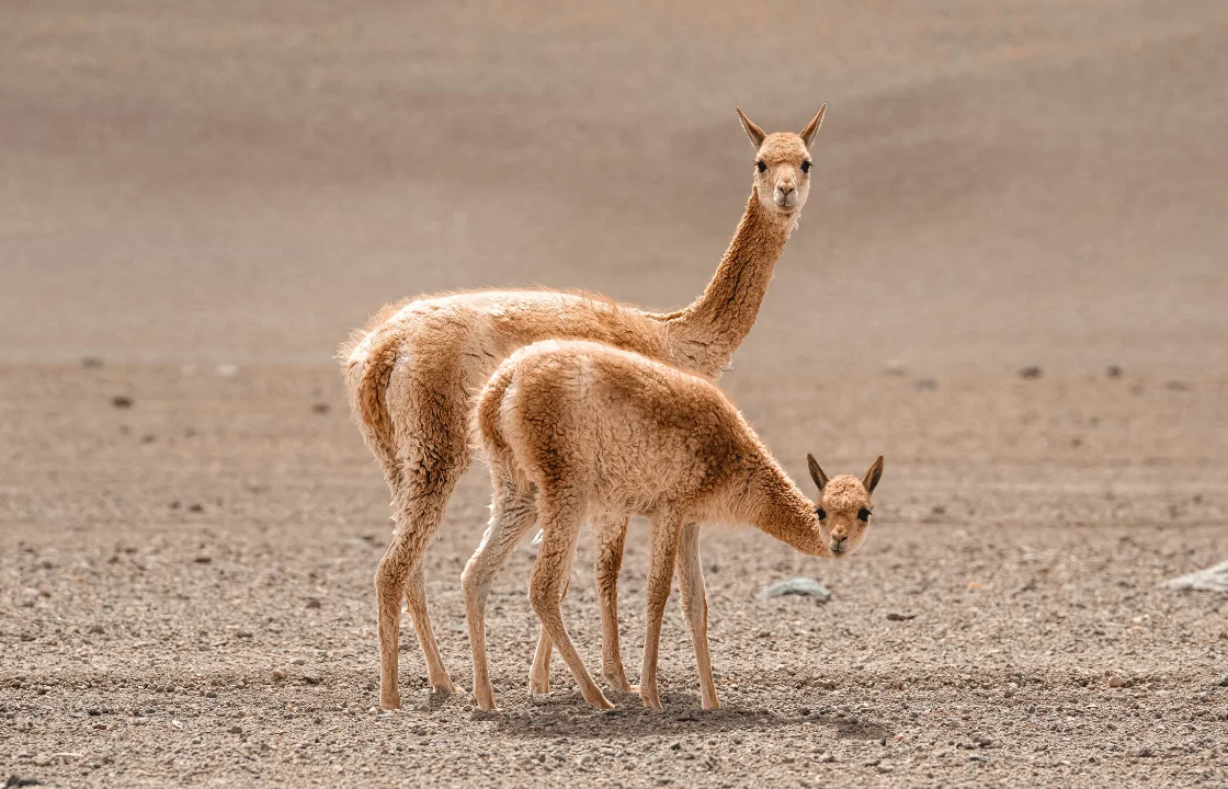 Vicuñas | Peruvian Sunrise