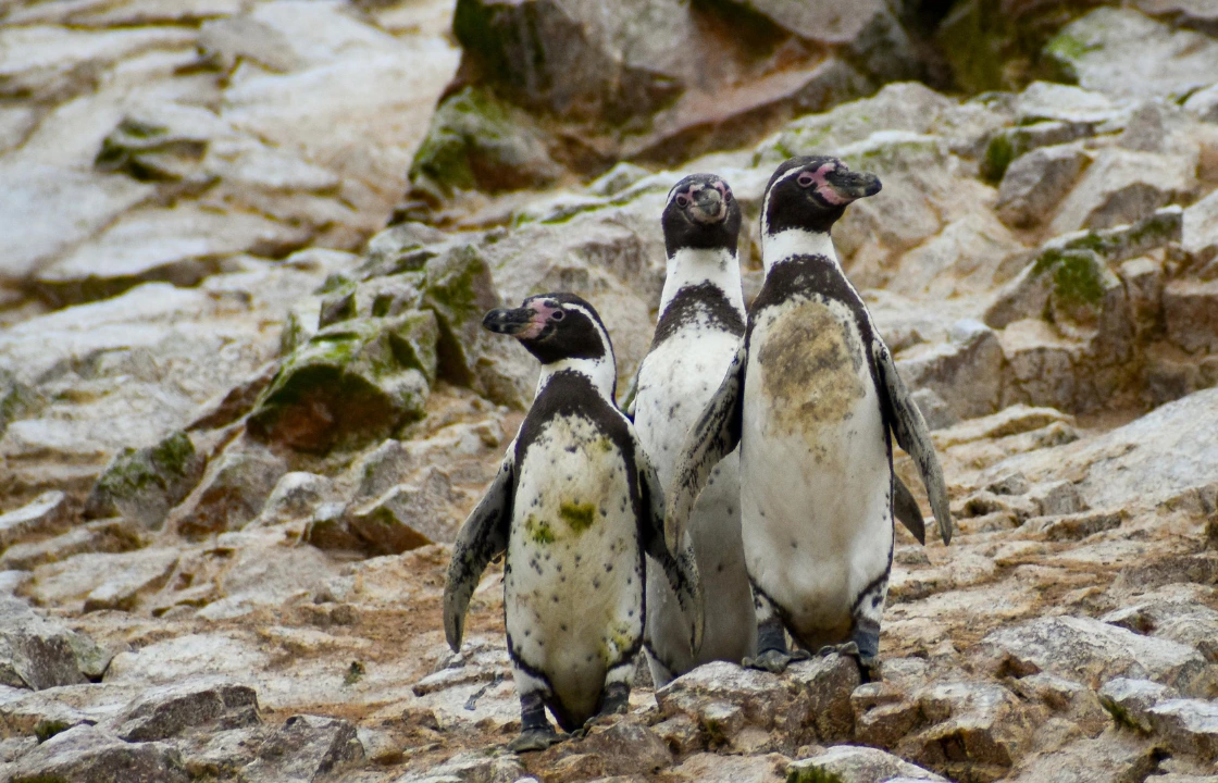 Ballestas Islands Penguins | Peruvian Sunrise
