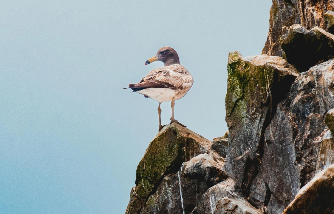 Birds in the Ballestas Islands | Peruvian Sunrise