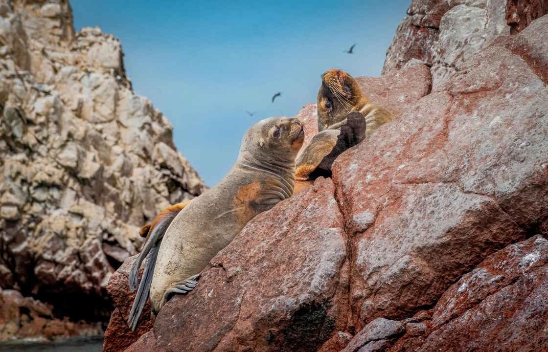Islas Ballestas Sea Lions | Peruvian Sunrise