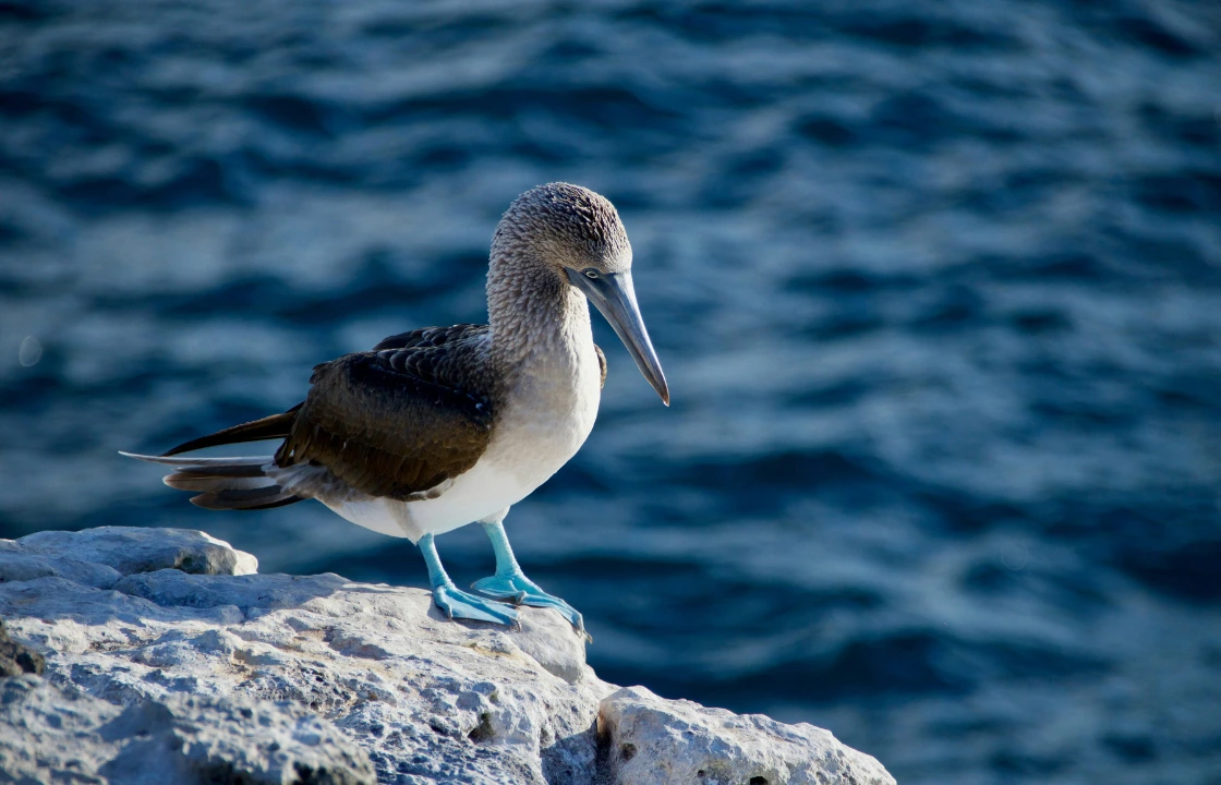 Machu Picchu Galapagos trip birdwatching | Peruvian Sunrise