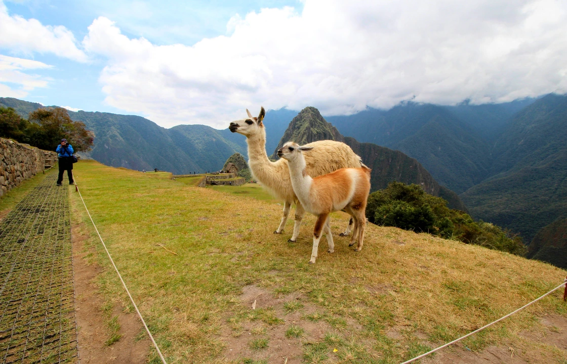 Machu Picchu Galapagos trip llamas | Peruvian Sunrise