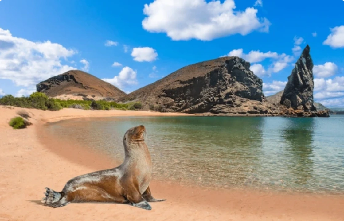 Galapagos Ecuador sealion view island portrait | Peruvian Sunrise