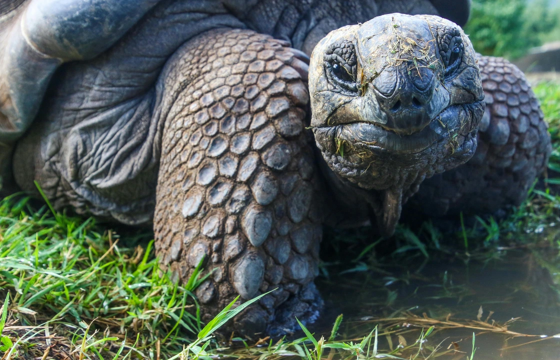 Galapagos Ecuador turtle | Peruvian Sunrise