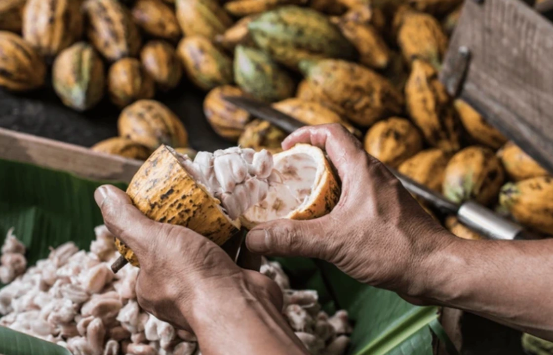 Superfoods Peru cacao | Peruvian Sunrise