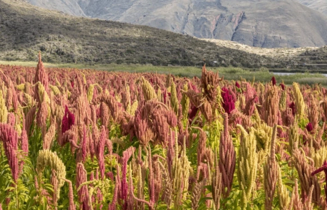 Superfoods Peru quinoa fields | Peruvian Sunrise