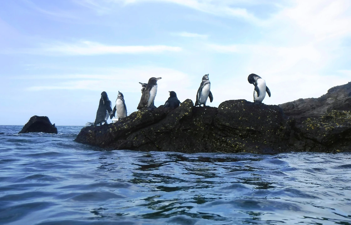 Family travel Galapagos penguins | Peruvian Sunrise
