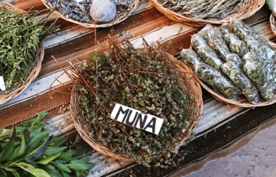 Peru muña leaf | Peruvian Sunrise Peru muña leaf | Peruvian Sunrise