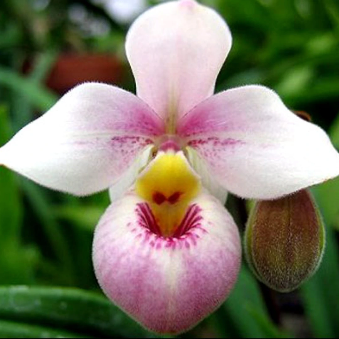 Peru News Fifty new species | Peruvian Sunrise