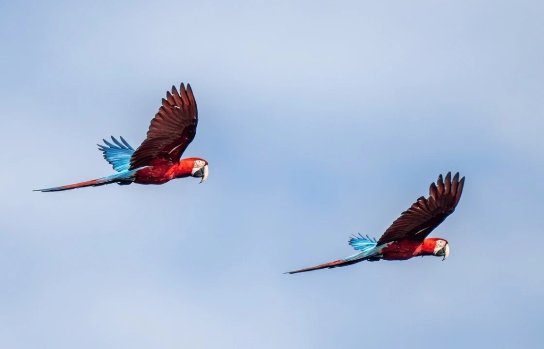 Manu National Park fauna birds | Peruvian Sunrise