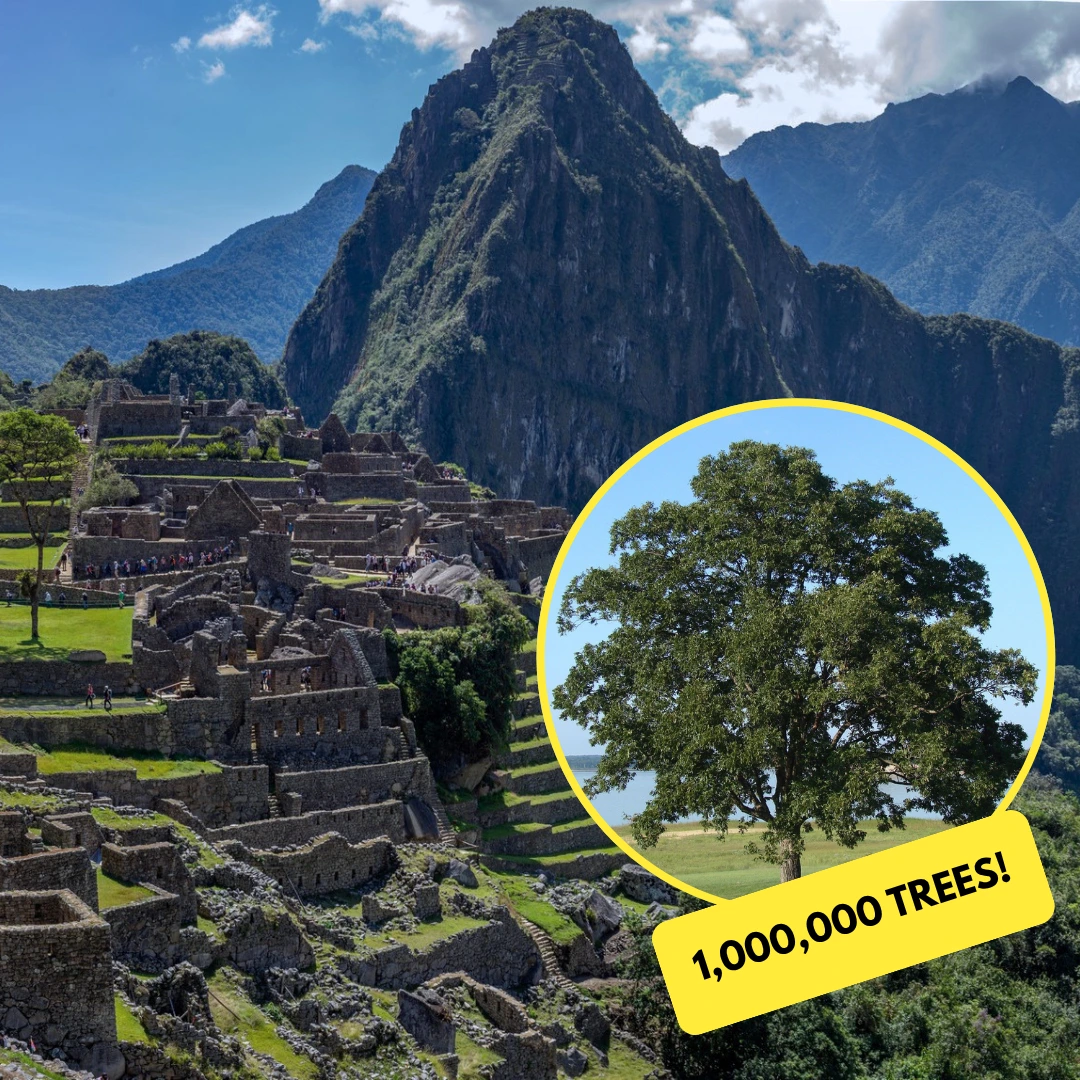Peru news one million trees planted in Machu Picchu | Peruvian Sunrise