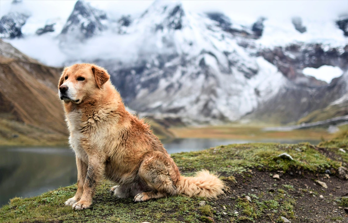 Traveling with dogs to the peruvian Andes | Peruvian Sunrise