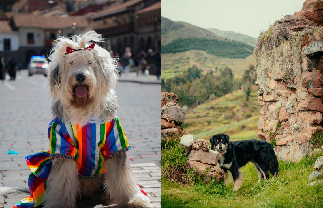 Traveling to Peru with dogs Cusco | Peruvian Sunrise