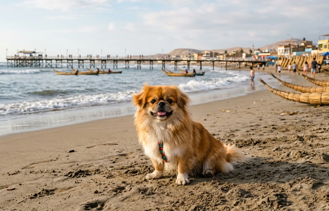 Traveling to Peru with dogs portrait | Peruvian Sunrise
