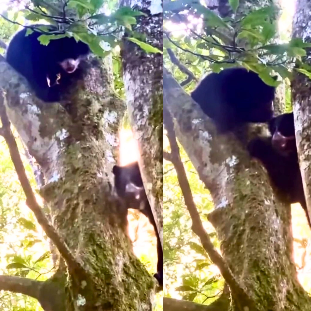 Peru news Andean bear and cub spotted in Machu Picchu Forest | Peruvian Sunrise Peru news Andean bear and cub spotted in Machu Picchu Forest | Peruvian Sunrise