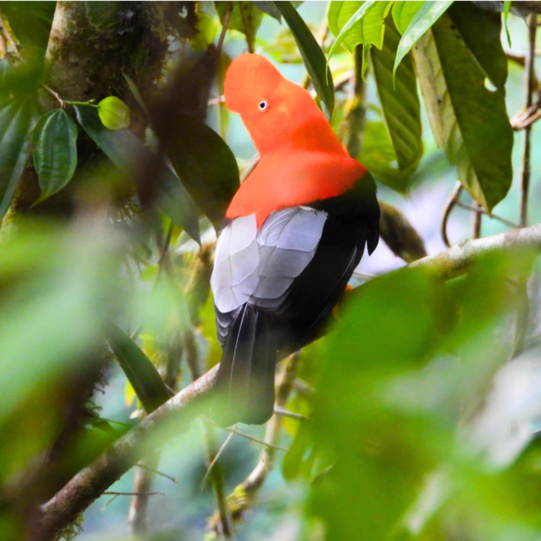 Peru news Second in Global Big Day Birds | Peruvian Sunrise Peru news Second in Global Big Day Birds | Peruvian Sunrise
