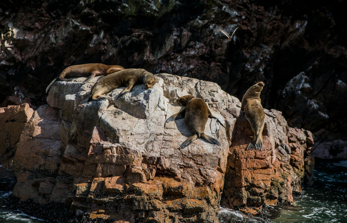 Things to do in Ica Peru Ballestas Islands | Peruvian Sunrise Things to do in Ica Peru Ballestas Islands | Peruvian Sunrise