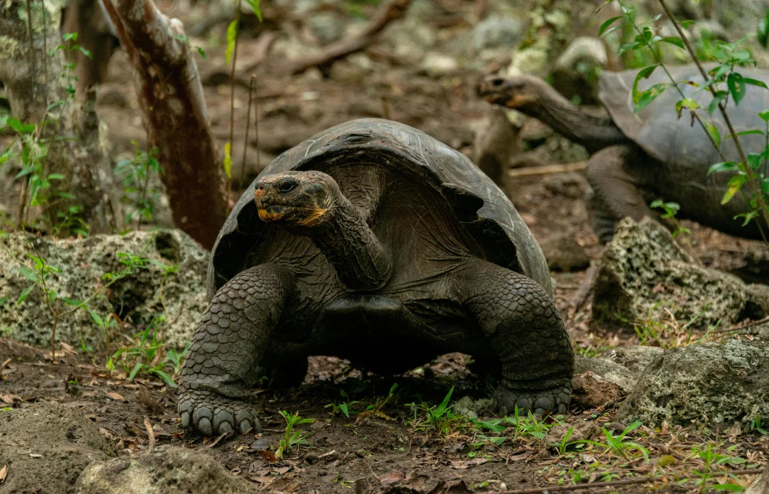turtoise galapagos | Peruvian Sunrise