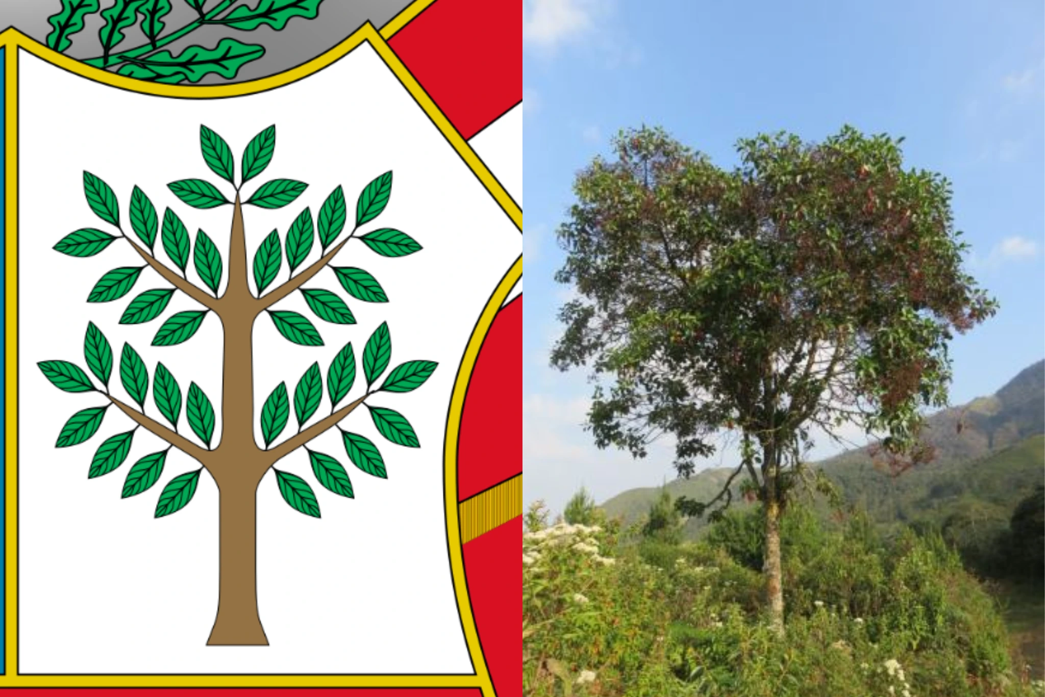 Peruvian Coat of Arms quina tree | Peruvian Sunrise