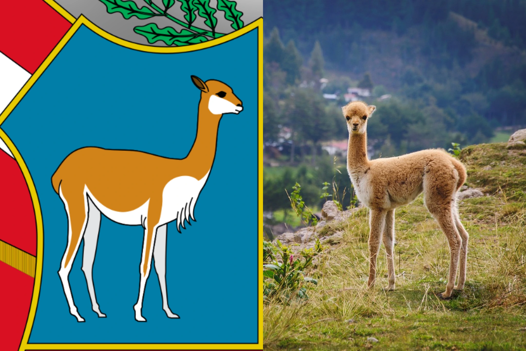 Peruvian Coat of Arms vicuña | Peruvian Sunrise