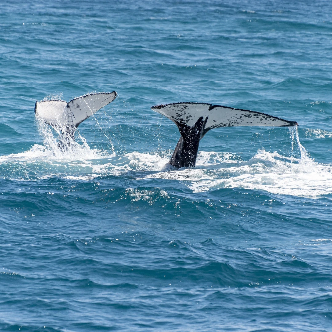Peru news whale watching season | Peruvian Sunrise