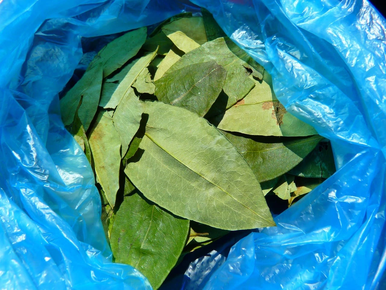 Coca leaves Peru altitude sickness | Peruvian Sunrise