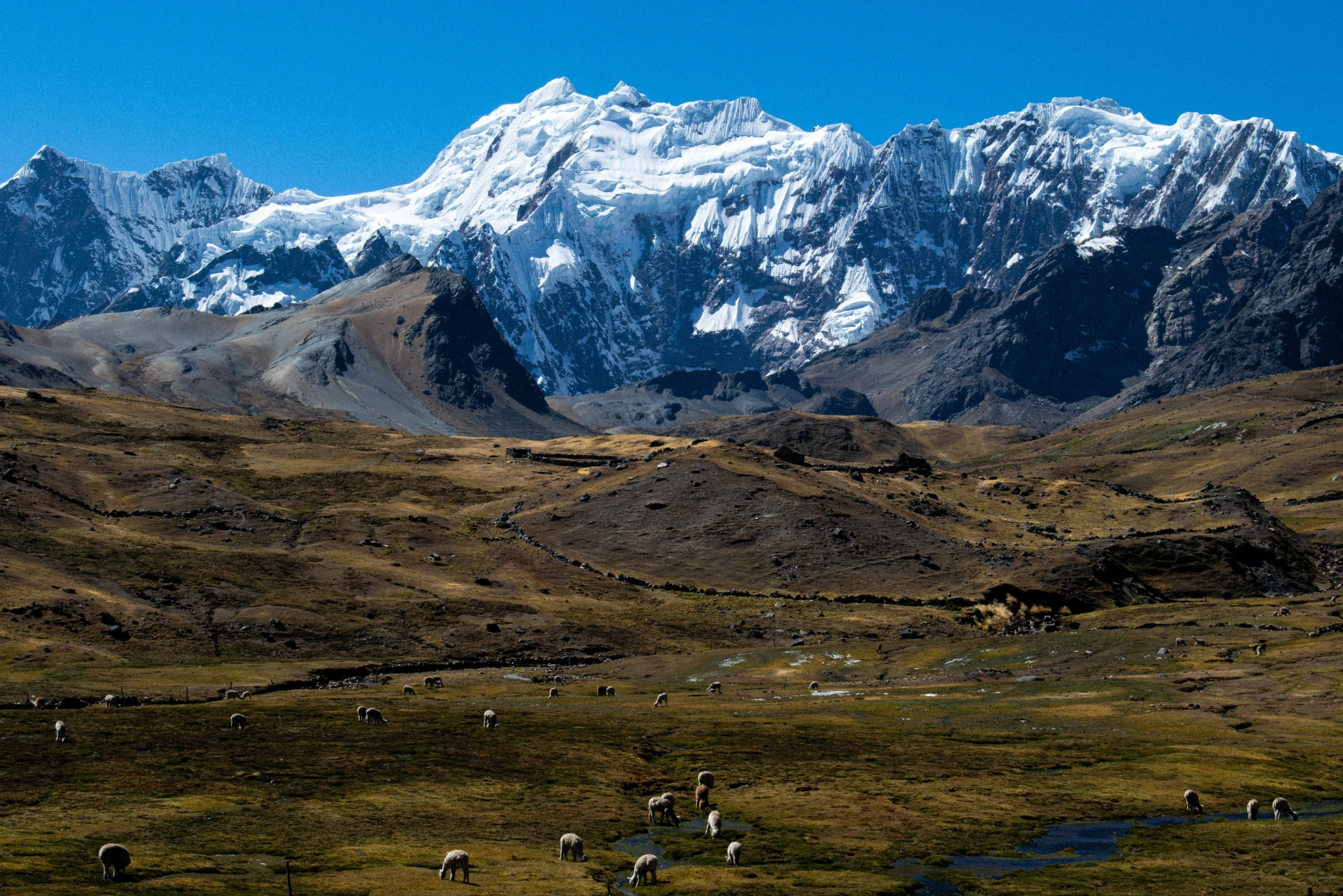 Andes animals llamas | Peruvian Sunrise Andes animals llamas | Peruvian Sunrise