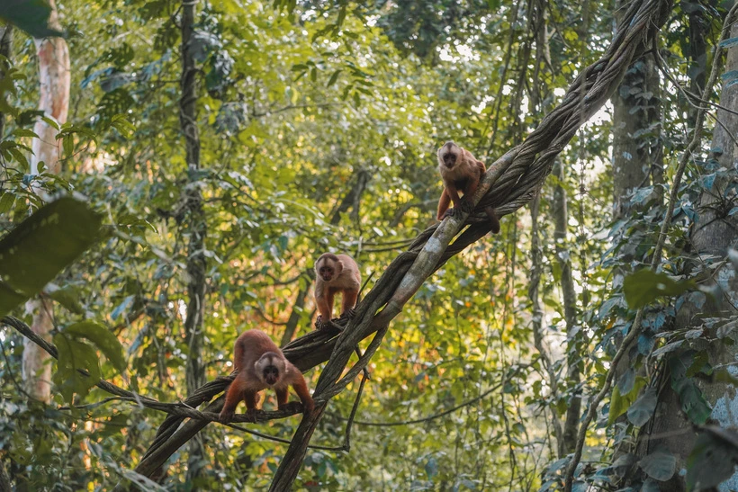 christmas-trip-jungle-peru | Peruvian Sunrise