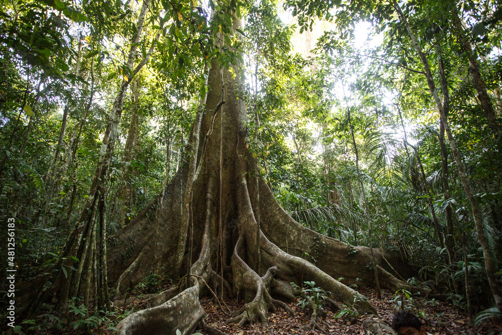 Lupuna tree