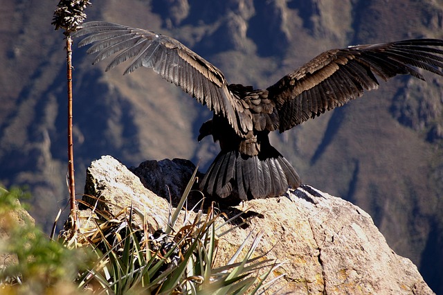 Andean Condor Fascinating Animals | Peruvian Sunrise