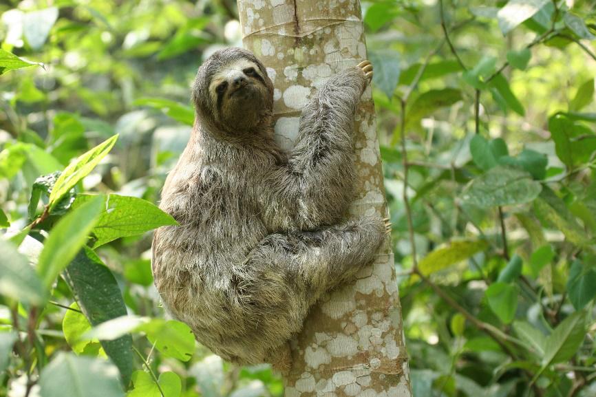 Brown Sloth Fascinating Animals | Peruvian Sunrise