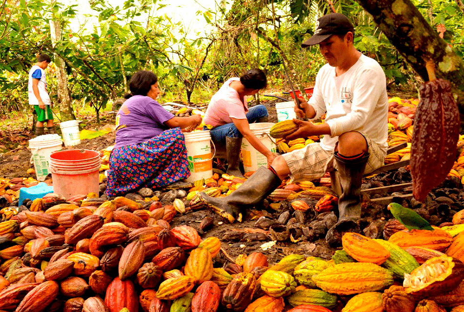 Guide to Peruvian Chocolate, cacao museums peru and peruvian chocolate brands | Peruvian Sunrise