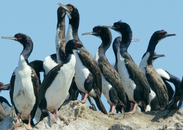 Guanay Cormorant peru Fascinating Animals | Peruvian Sunrise