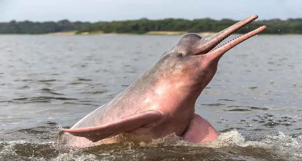 Pink Dolphin Fascinating Animals | Peruvian Sunrise