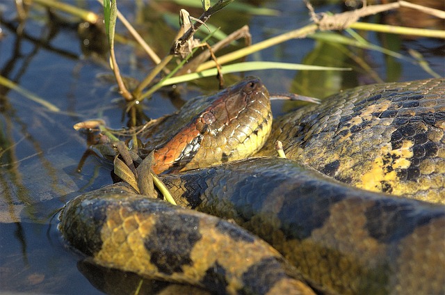 Green Anaconda Fascinating Animals | Peruvian Sunrise